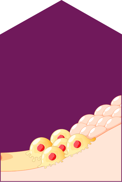 Illustration representing rapid sustained bone formation